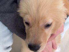 -乐琪宠物医院·犬猫专科·骨外科·急重症