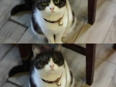 -海边的猫和咖啡馆