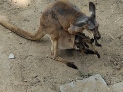 -大连森林动物园