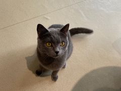 -藏猫猫咖啡主题馆(中央大道店)