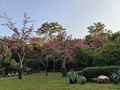 -晓港公园