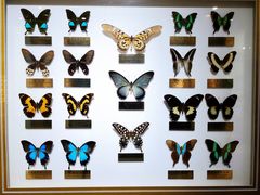 -上海昆虫博物馆