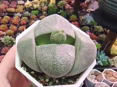 -花鸟鱼虫鲜花绿植市场(玉泉路店)