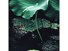 -济南大明湖景区