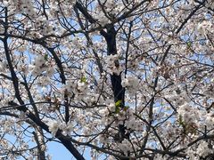 -高东镇樱花园