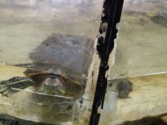 -上海大自然野生昆虫馆(东方明珠·爬宠昆虫探索中心)
