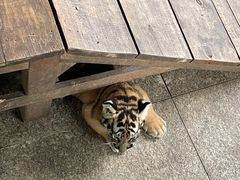-秦皇岛野生动物园