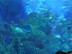 -芜湖新华联大白鲸海洋公园