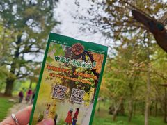 -千年银杏谷文化旅游区