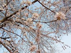 -桃花堤公园