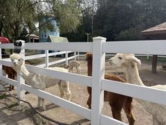 -哈尔滨北方森林动物园