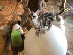 -more than meow吴止猫主题餐厅(承德 中船汇店)