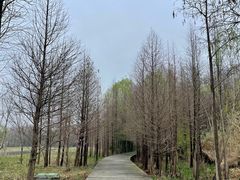 -溱湖国家湿地公园