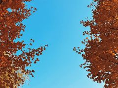 -大兴滨河森林公园