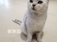 -藏猫猫咖啡主题馆(中央大道店)