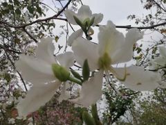 -广州市流溪河国家森林公园