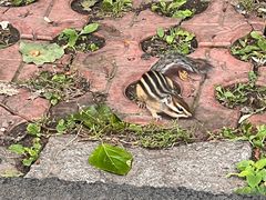 -黑龙江省森林植物园