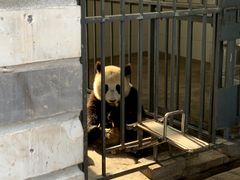 -都江堰中华大熊猫苑