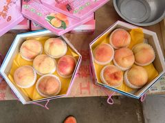 -南汇水蜜桃采摘(大团店)