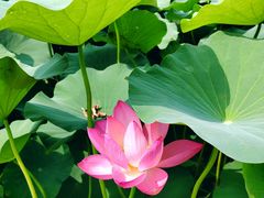 -莲花池公园