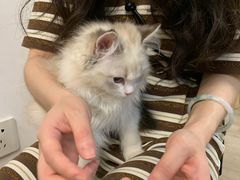 -柴迷FANS CLUB·柴犬狗咖·猫咖
