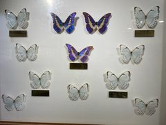 -上海昆虫博物馆