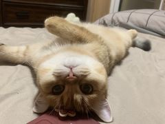 -猫十亿·布偶金渐层·曼基康矮脚猫舍(青年路店)