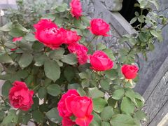-大学习巷清真寺