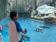 -帝企鹅自助餐厅•儿童岛•真企鹅(长隆企鹅酒店)