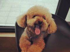 -八公叔叔宠物美容连锁(春申店)