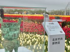 -荷兰花海