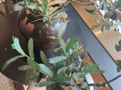 -盡膳口福跷脚牛肉火锅(北美新天地店)