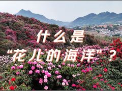 -贵州百里杜鹃风景名胜区