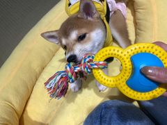 -逗柴咖啡屋·狗咖猫咖宠物桌游