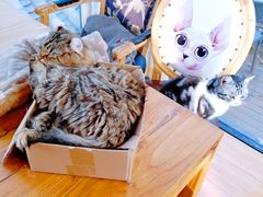 -猫小院猫主题餐厅(南锣旗舰店)
