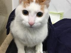 -伟伟宠物医院·CT影像中心·瑞派犬猫综合性门诊(汉口总院)