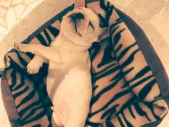 -momokira米努特·德文卷毛猫·棉花面纱犬