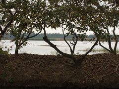 -大湾区中央湿地公园