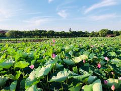 -荷塘月色湿地公园·向阳花洲