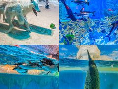 -海合安天津极地海洋公园