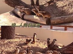 -北京野生动物园