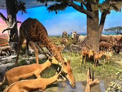 -国家自然博物馆