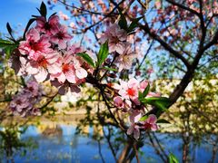 -桃花堤公园
