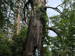 -天目山大树王景区