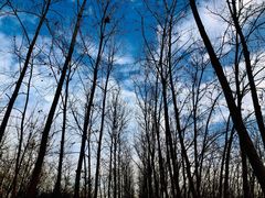 -合肥滨湖国家森林公园