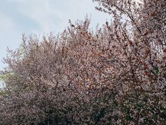 -花溪公园
