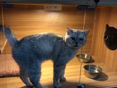 -喵百万·布偶·蓝金金渐层英短·猫舍(百子湾店)