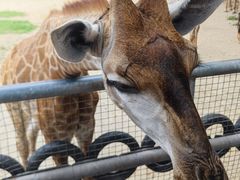 -泉州海丝野生动物世界