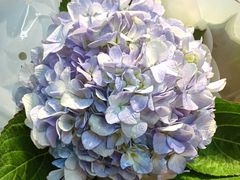 -双季花艺园艺市场(浦东店)