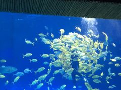 -华夏文旅海洋公园